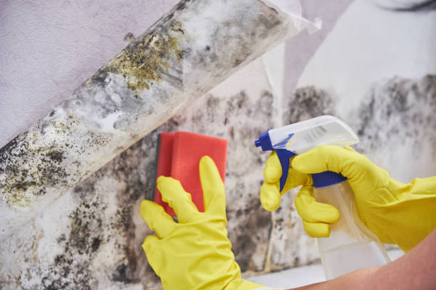 Environmental Consulting for Mold Prevention in Bethel, OH